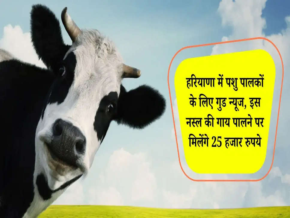 Desi Cow